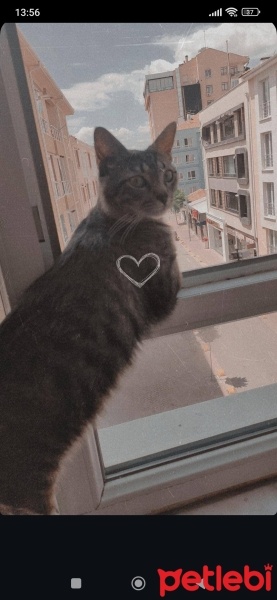 Tekir Kedi, Kedi  Niko ve kyoto fotoğrafı