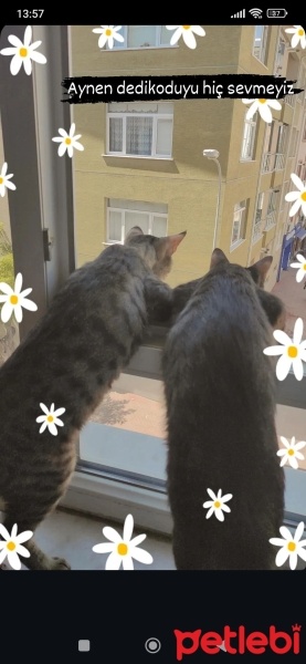 Tekir Kedi, Kedi  Niko ve kyoto fotoğrafı