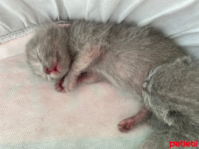 British Shorthair, Kedi  Yavru fotoğrafı