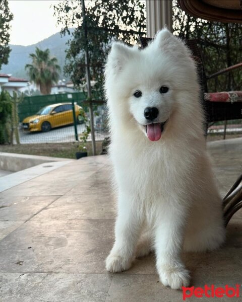 Samoyed, Köpek  Lux fotoğrafı