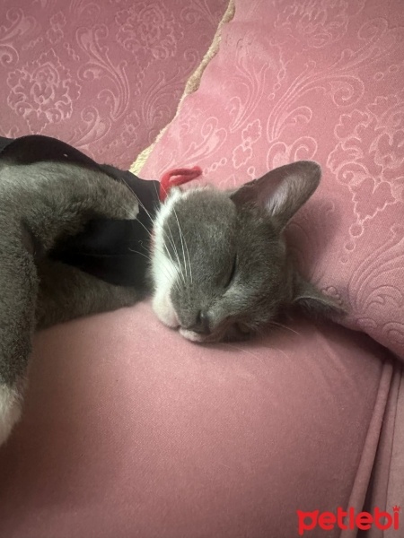 Tekir Kedi, Kedi  İsimsiz fotoğrafı