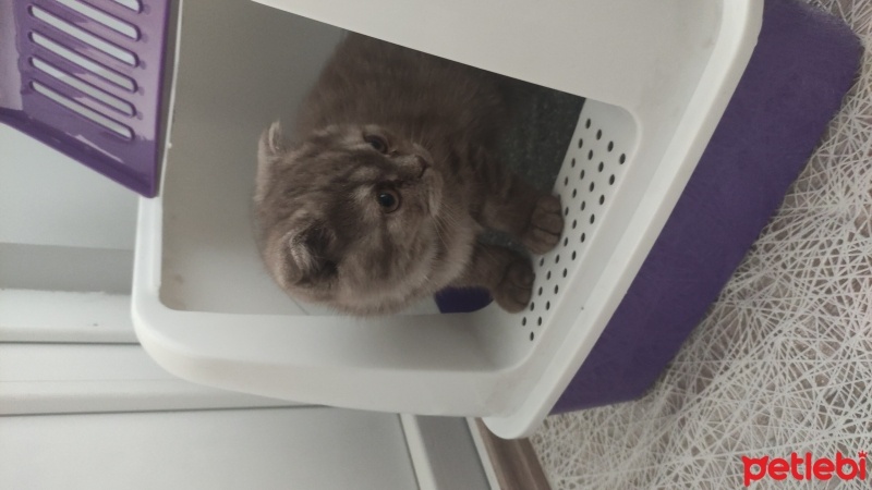 Scottish Fold, Kedi  Leo fotoğrafı