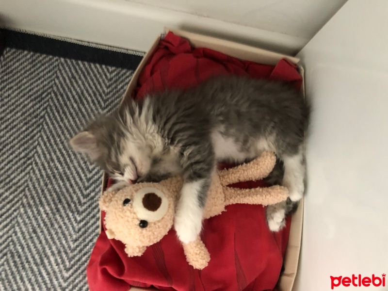 Tekir Kedi, Kedi  Müezza fotoğrafı