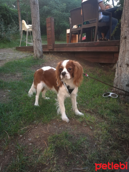Cavalier King Charles Spanieli, Köpek  Toffie fotoğrafı