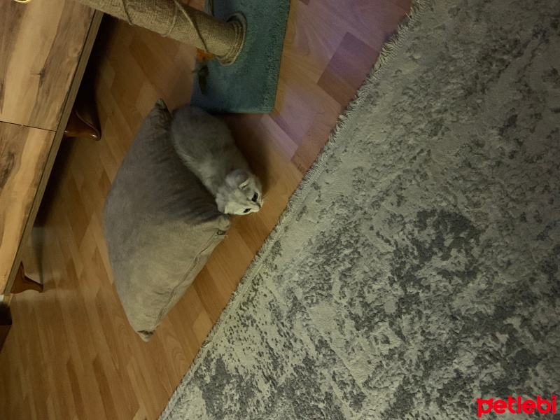 Scottish Fold, Kedi  Yavru fotoğrafı