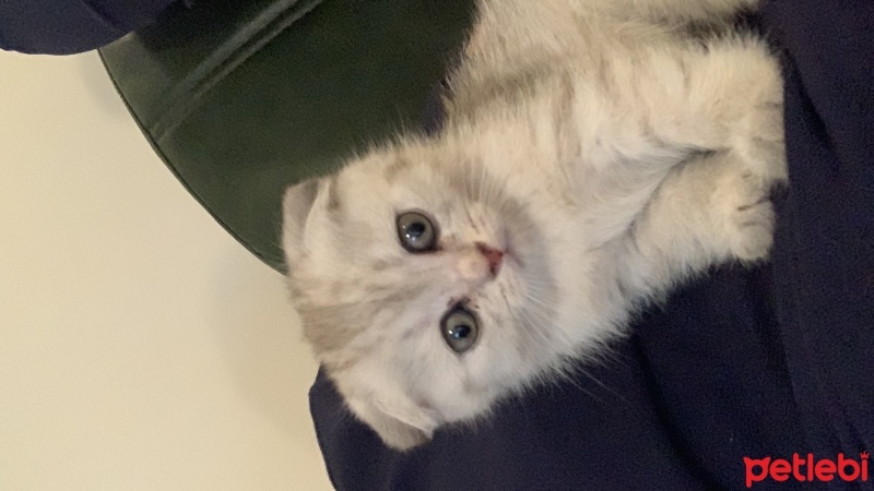 Scottish Fold, Kedi  Yavru fotoğrafı