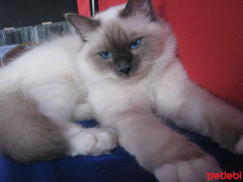 Birman, Kedi  Reçel fotoğrafı