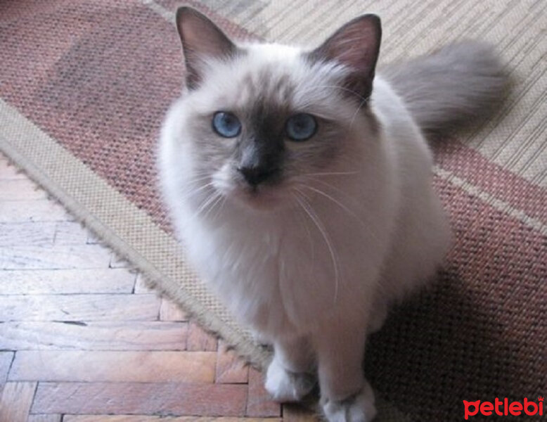 Birman, Kedi  Reçel fotoğrafı