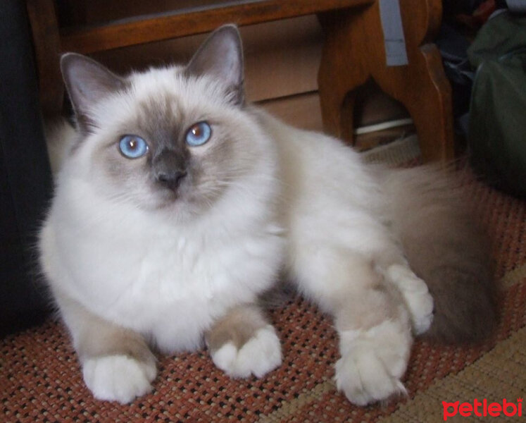 Birman, Kedi  Reçel fotoğrafı