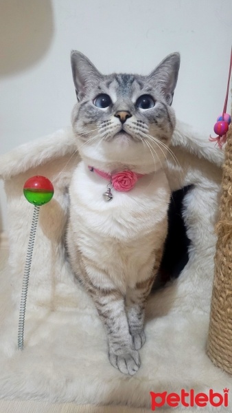 British Shorthair, Kedi  Loya fotoğrafı