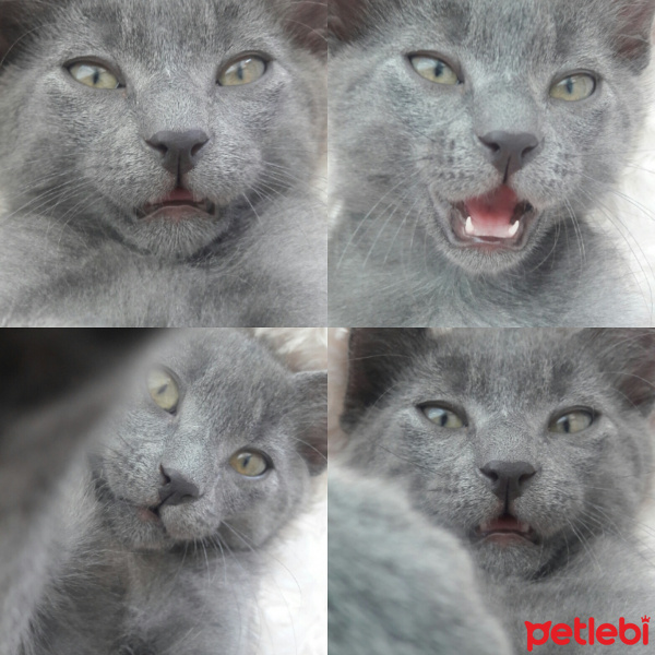 Mavi Rus, Kedi  duman fotoğrafı