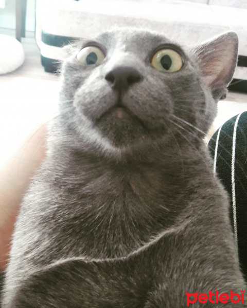 Mavi Rus, Kedi  duman fotoğrafı