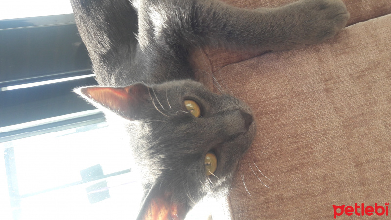 Mavi Rus, Kedi  duman fotoğrafı