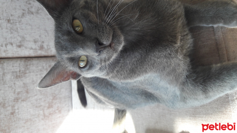 Mavi Rus, Kedi  duman fotoğrafı