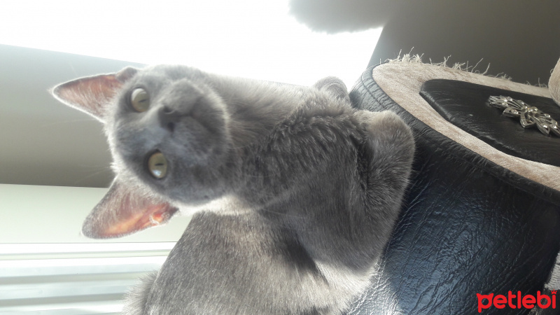 Mavi Rus, Kedi  duman fotoğrafı