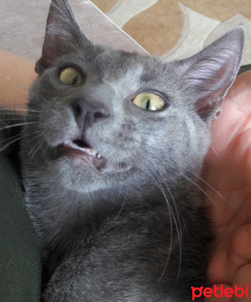 Mavi Rus, Kedi  duman fotoğrafı