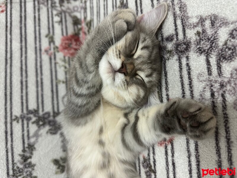 British Shorthair, Kedi  Balım fotoğrafı