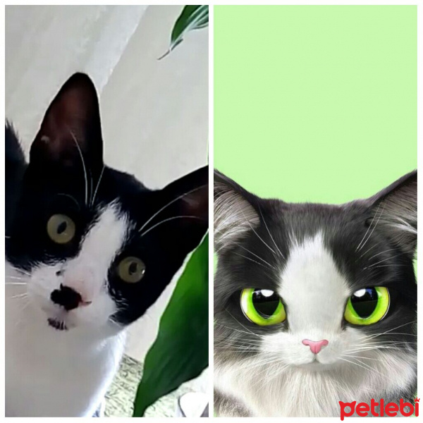 Tuxedo (Smokin) Kedi, Kedi  Eşkiya fotoğrafı