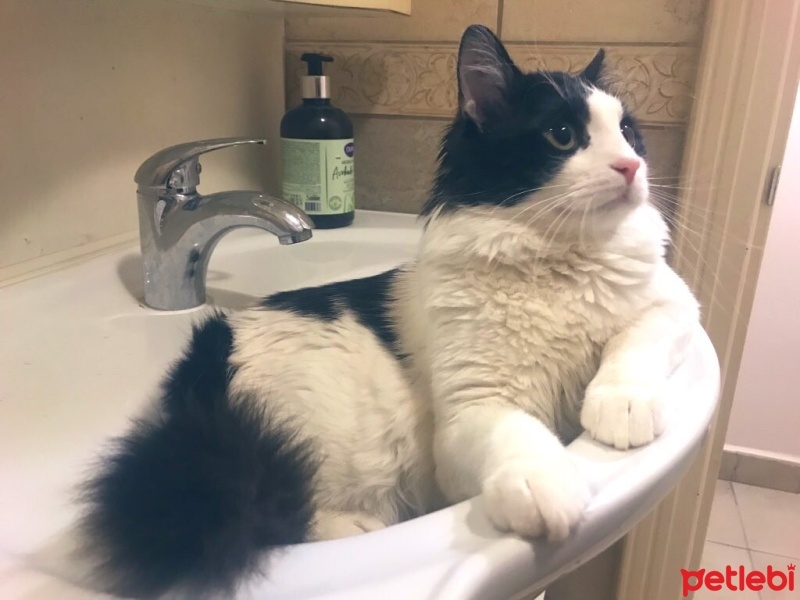 Tekir Kedi, Kedi  Loki fotoğrafı