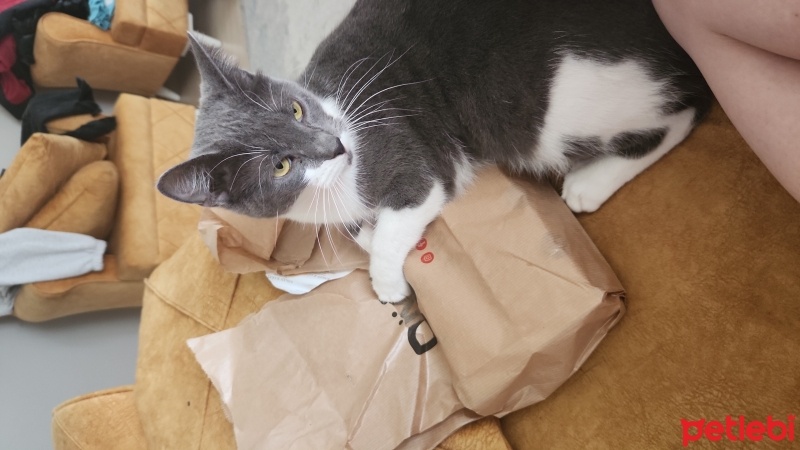 Mavi Rus, Kedi  Fındık fotoğrafı