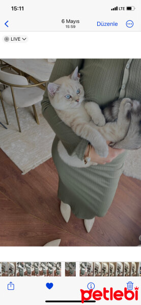 British Shorthair, Kedi  Asil fotoğrafı