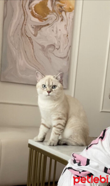 British Shorthair, Kedi  Asil fotoğrafı