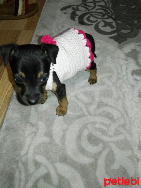 Minyatür Pinscher, Köpek  Findik fotoğrafı