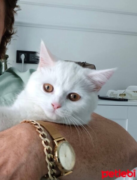 British Longhair, Kedi  Pamuk fotoğrafı