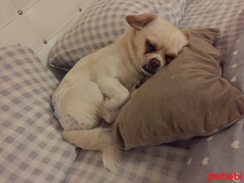 Pekingese, Köpek  Laren fotoğrafı