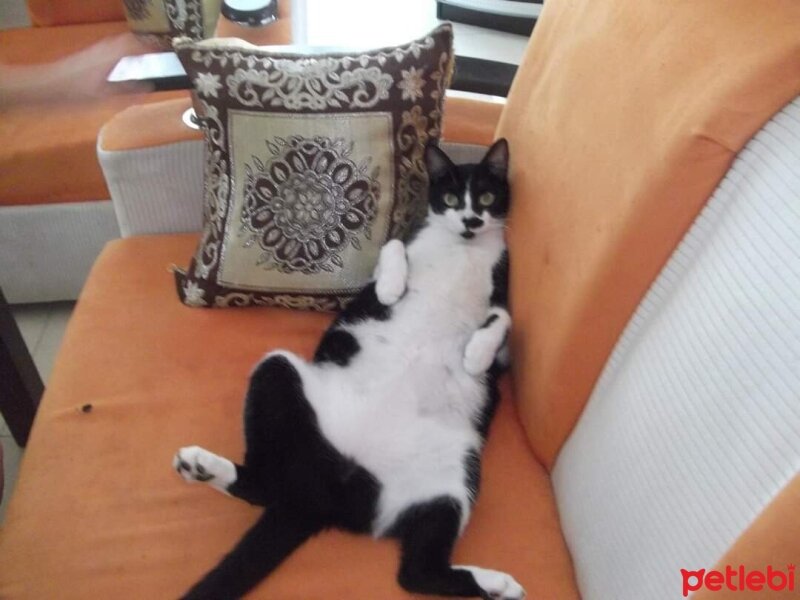 Tuxedo (Smokin) Kedi, Kedi  MİŞA fotoğrafı