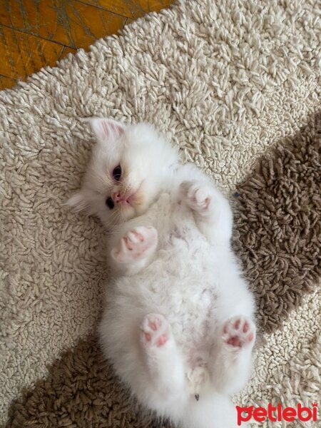 British Shorthair, Kedi  Stocishlong British long fotoğrafı