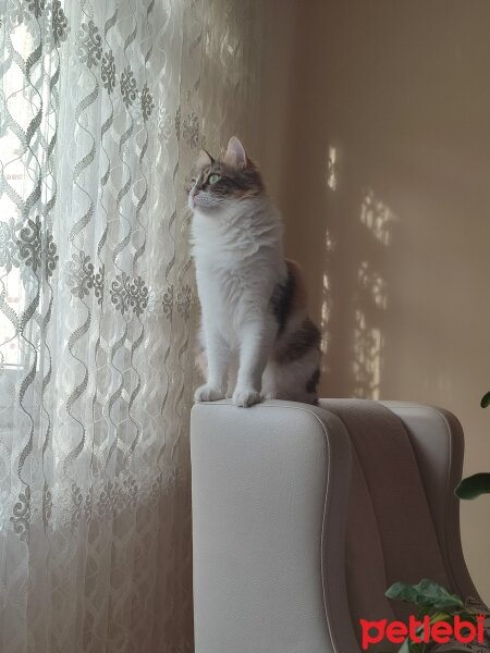 Tekir Kedi, Kedi  Ceviz fotoğrafı