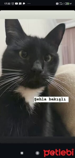 Tekir Kedi, Kedi  Patisu fotoğrafı