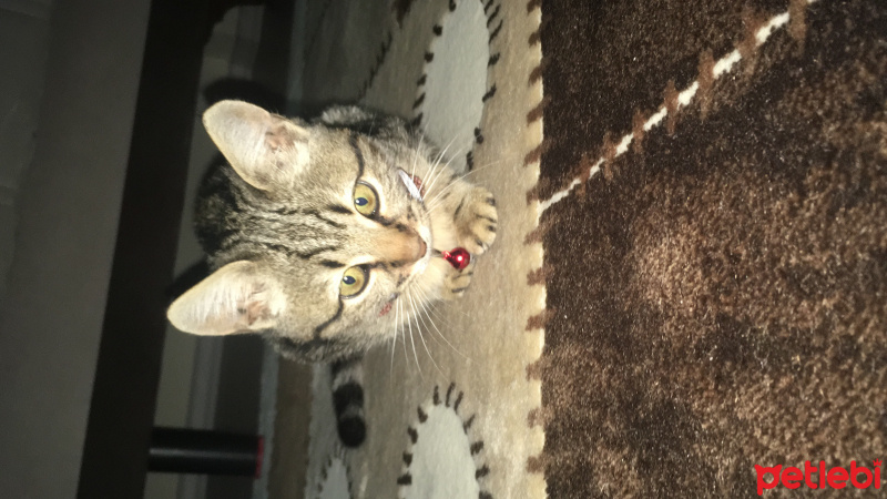 Tekir Kedi, Kedi  Badem fotoğrafı