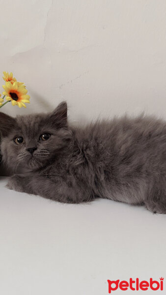 British Longhair, Kedi  Şeker fotoğrafı