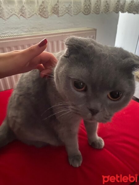 Scottish Fold, Kedi  Duman fotoğrafı