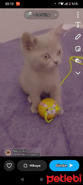 British Shorthair, Kedi  Maya fotoğrafı