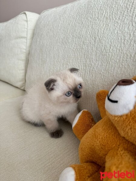 British Shorthair, Kedi  Prada fotoğrafı