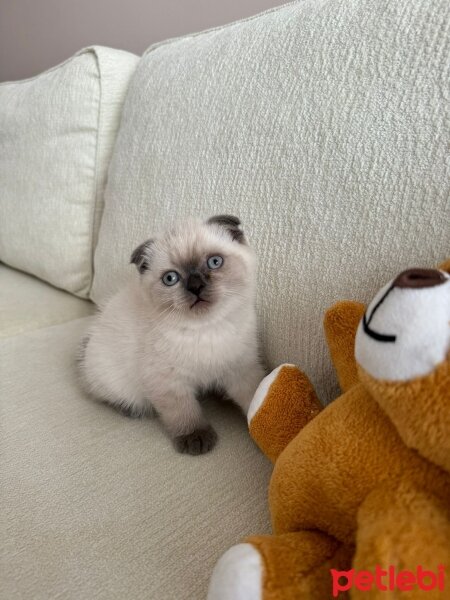 British Shorthair, Kedi  Prada fotoğrafı