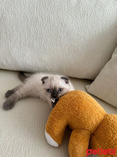 British Shorthair, Kedi  Prada fotoğrafı