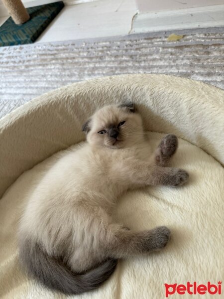 British Shorthair, Kedi  Prada fotoğrafı