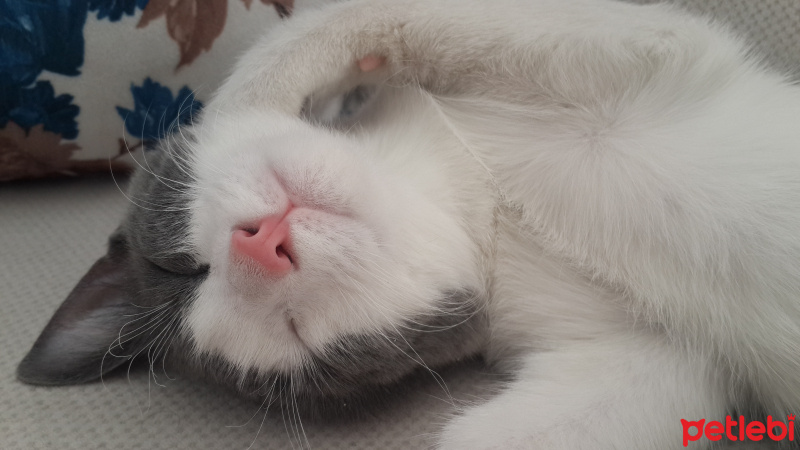 Tekir Kedi, Kedi  Leyla fotoğrafı