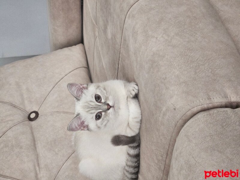 British Shorthair, Kedi  İnci fotoğrafı