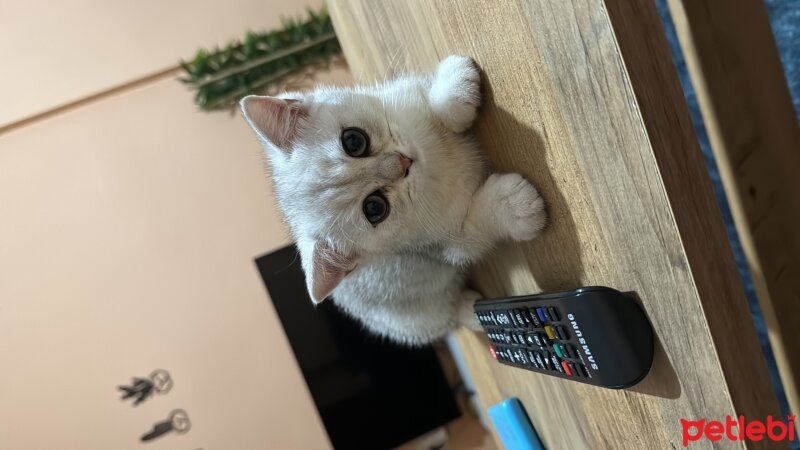 Scottish Fold, Kedi  Diva Venüs fotoğrafı