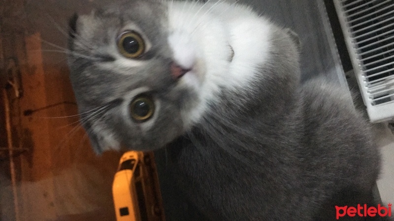 British Shorthair, Kedi  Behlül fotoğrafı