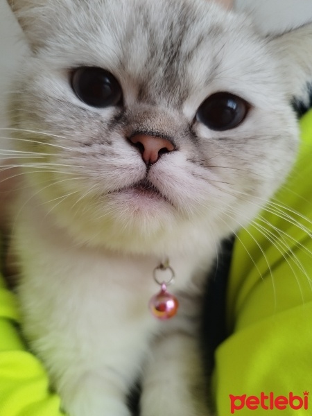British Shorthair, Kedi  LOYA fotoğrafı