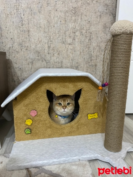British Shorthair, Kedi  Badi fotoğrafı