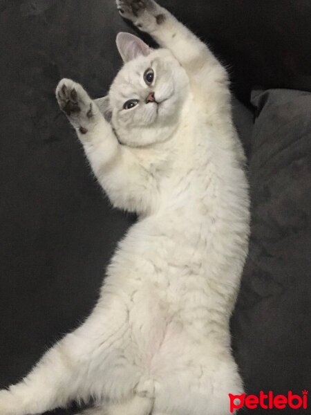 British Shorthair, Kedi  Mercan fotoğrafı