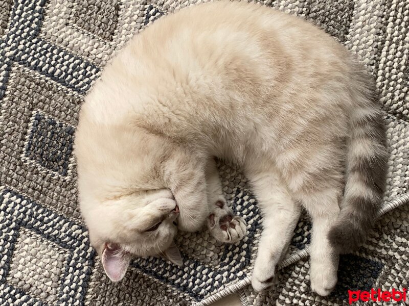 British Shorthair, Kedi  Mercan fotoğrafı