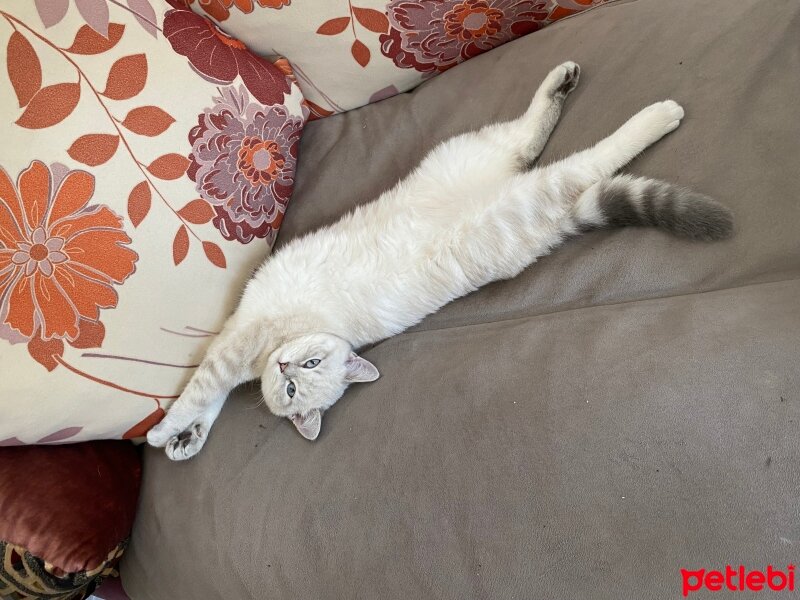 British Shorthair, Kedi  Mercan fotoğrafı